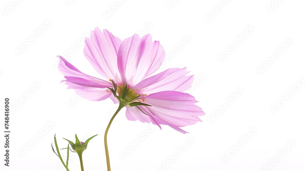 Beautiful Cosmo Flower isolated on white background : Generative AI