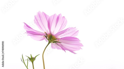 Beautiful Cosmo Flower isolated on white background : Generative AI