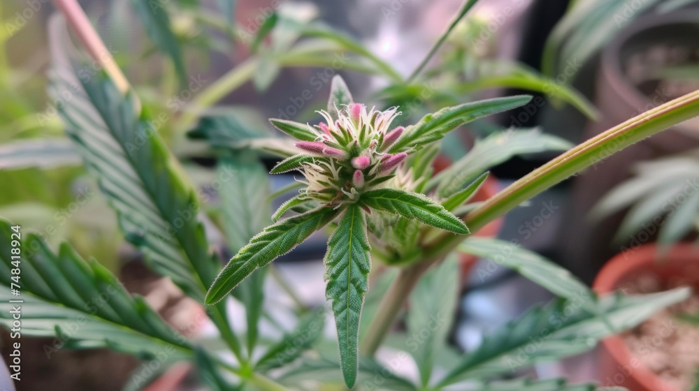 As the plant continues to mature the buds slowly open revealing colorful petals and a center teeming with potential. As the plant continues to mature the buds slowly open revealing colorful petals and a center teeming with potential.