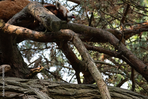 Crimson Coziness  Capturing the Charm of the Red Panda