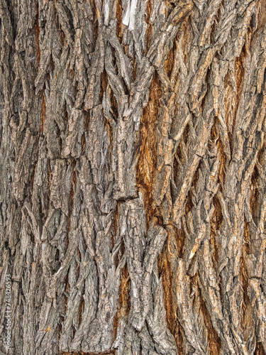 Fotografie The texture of the bark of an old willow