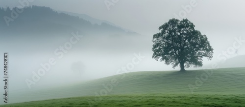 Solitude of nature  majestic lone tree standing tall in mysterious foggy field