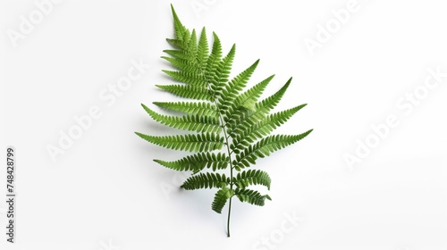Fern leaf photo illustration on white background AI generative