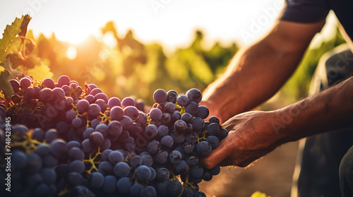 Harvest in the vineyard.