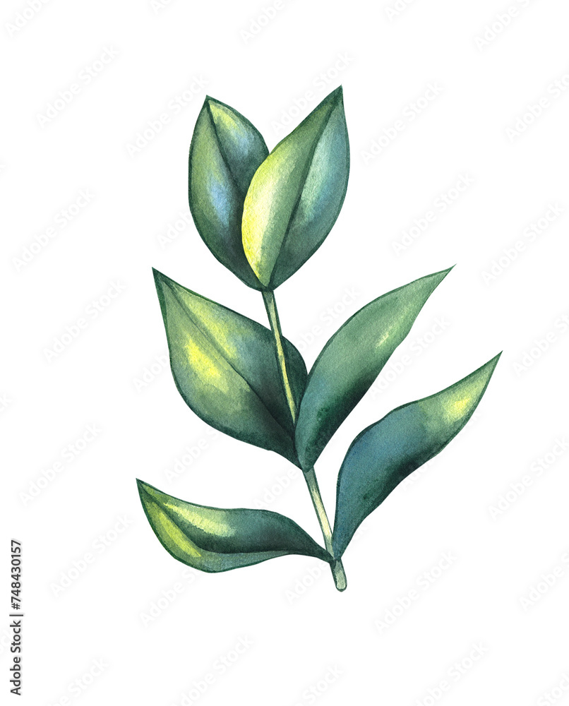 Watercolor green plant branch with leaves Watercolor green plant branch with leaves