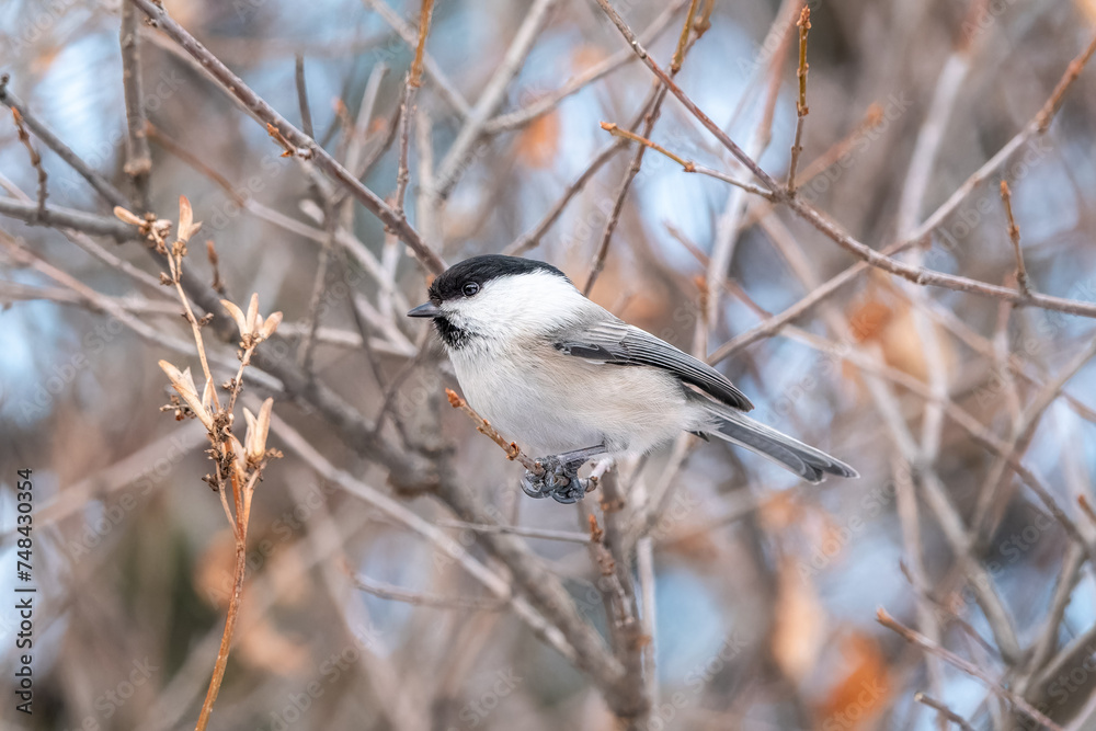 Cute bird the willow tit, song bird sitting on a branch without leaves in the winter. Cute bird the willow tit, song bird sitting on a branch without leaves in the winter.