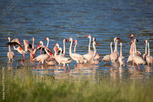 Pink flamingos at Lake Bogoria in Kenya