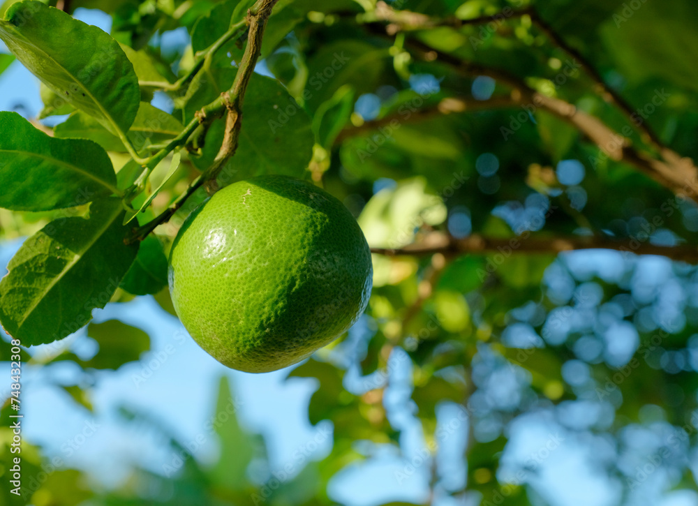 Close-up of a ripe green lime hanging from a tree branch, surrounded by lush leaves, with a soft-focus background.