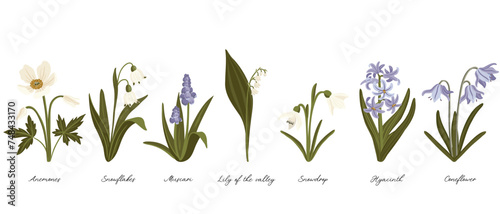spring flowers, vector drawing flowering plants at white background, set of floral elements, hand drawn botanical illustration