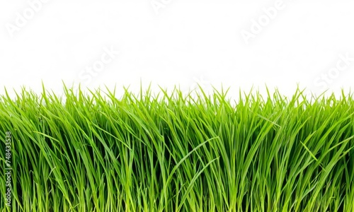 Vibrant green grass stands densely packed, creating a fresh and natural texture. Perfect as a vivid background or a symbol of growth and eco-friendliness.