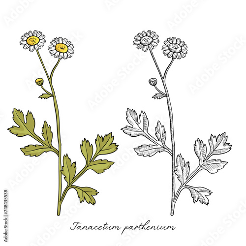 vector drawing feverfew, Tanacetum parthenium, , hand drawn illustration of medicinal plant