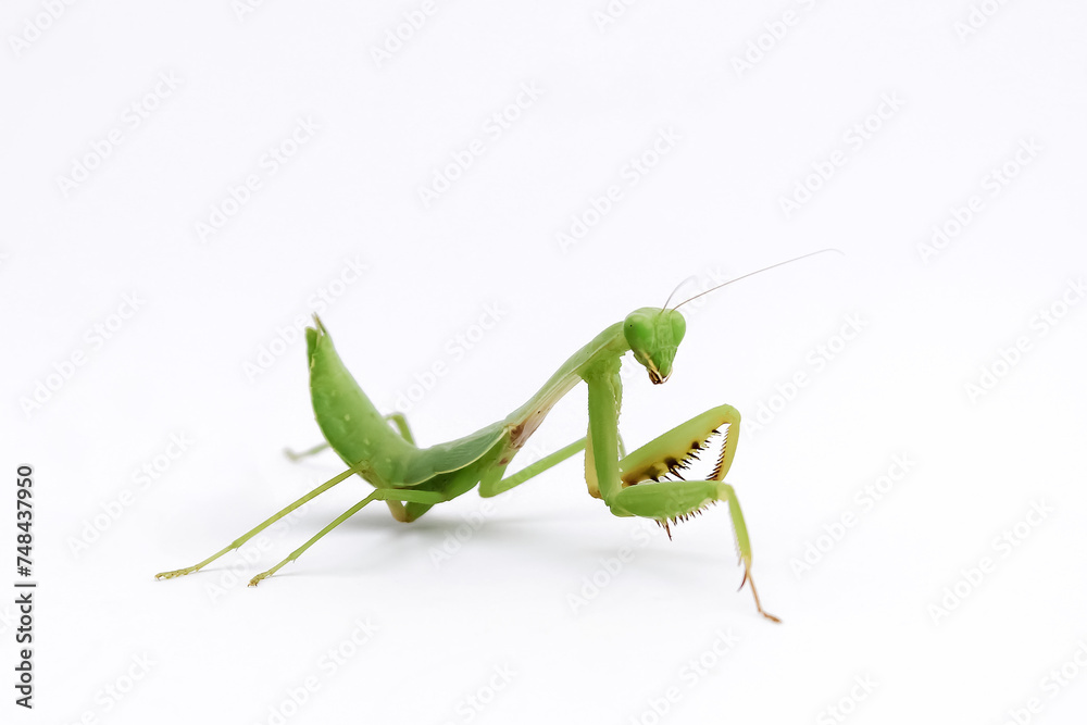 Praying mantis isolated on white. Praying mantis is invertebrate insects. Praying mantis have latin name Mantodea dyctyoptera Praying mantis isolated on white. Praying mantis is invertebrate insects. Praying mantis have latin name Mantodea dyctyoptera