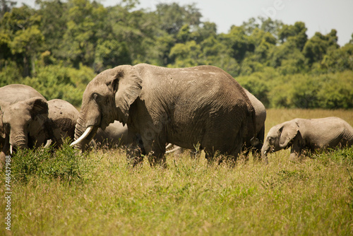 Elephant on savanna  Kenya  Africa.