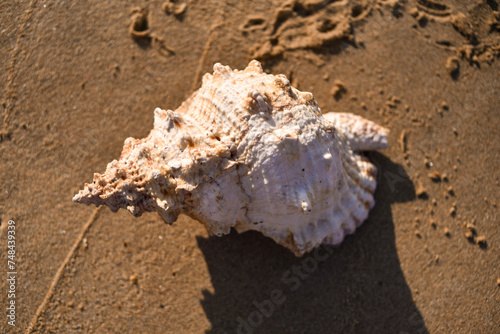 A SHELL ON THE BEACH