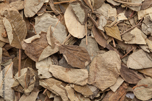 Close-up of Dry Organic Moringa (Moringa oleifera) leaves, Full-Frame wallpaper. Top View photo