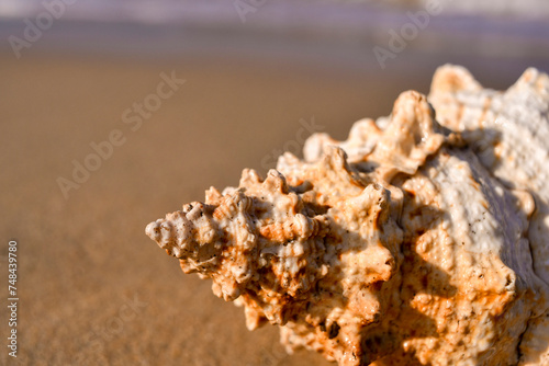 A SHELL ON THE BEACH