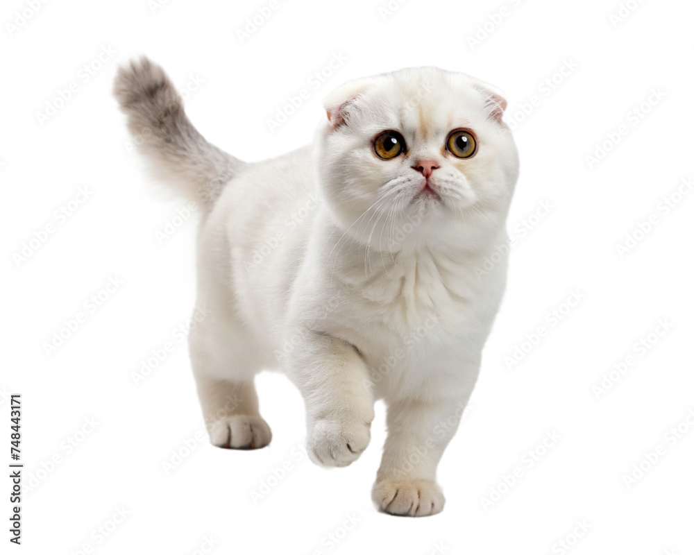 cat, kitten animal pet isolated cat, kitten animal pet isolated