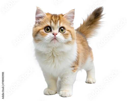 cute cat isolated white background © titima157