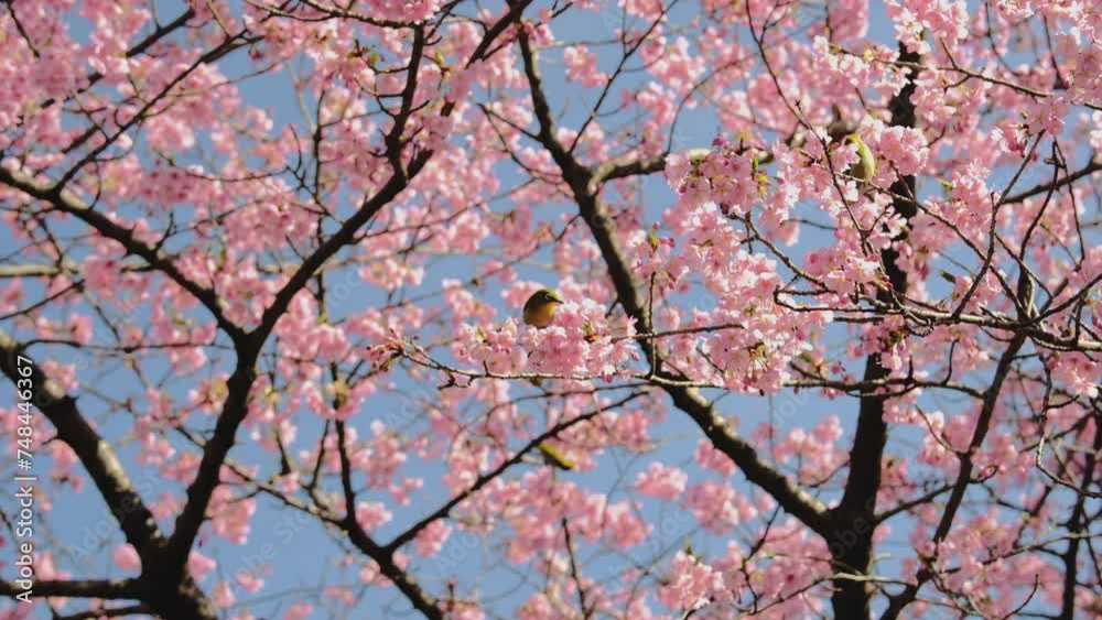 河津桜とメジロ 河津桜とメジロ