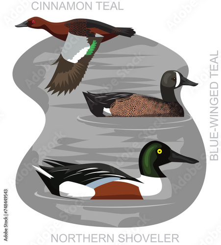 Duck Teal Shoveler Set Cartoon Vector