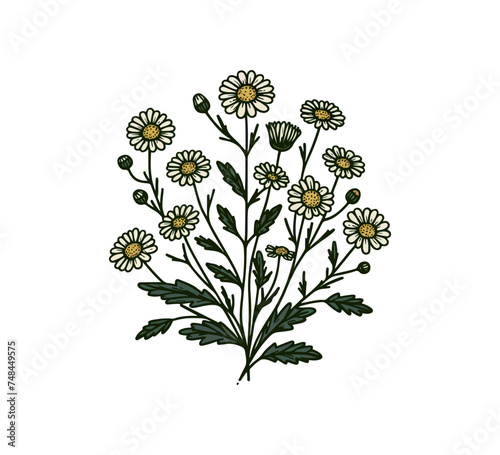 Roman chamomile Plant and flower hand drawn vector illustration