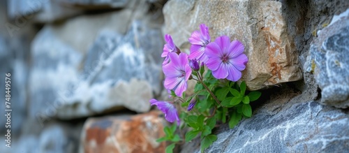 Beautiful purple flower blossoming on rugged stone wall in natural setting photo