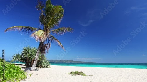 Palm tree on tropical beach with white sand and azure sea. Summer vacation. Nobody photo