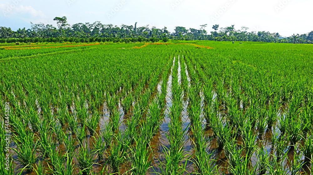 Fototapeta premium Green rural atmosphere, there are rice fields and rice farms in Malang City, East Java, Indonesia.