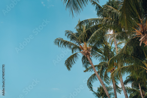 Fototapeta Naklejka Na Ścianę i Meble -  Coconut trees and daytime sky