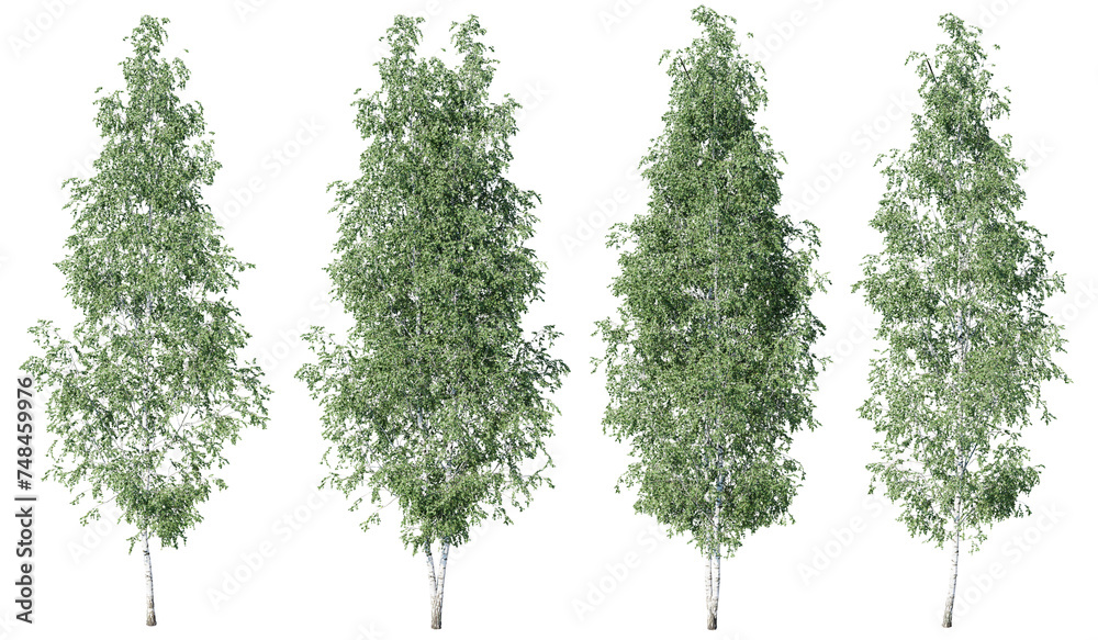Obraz premium Birch tree on transparent background.3d rendering PNG