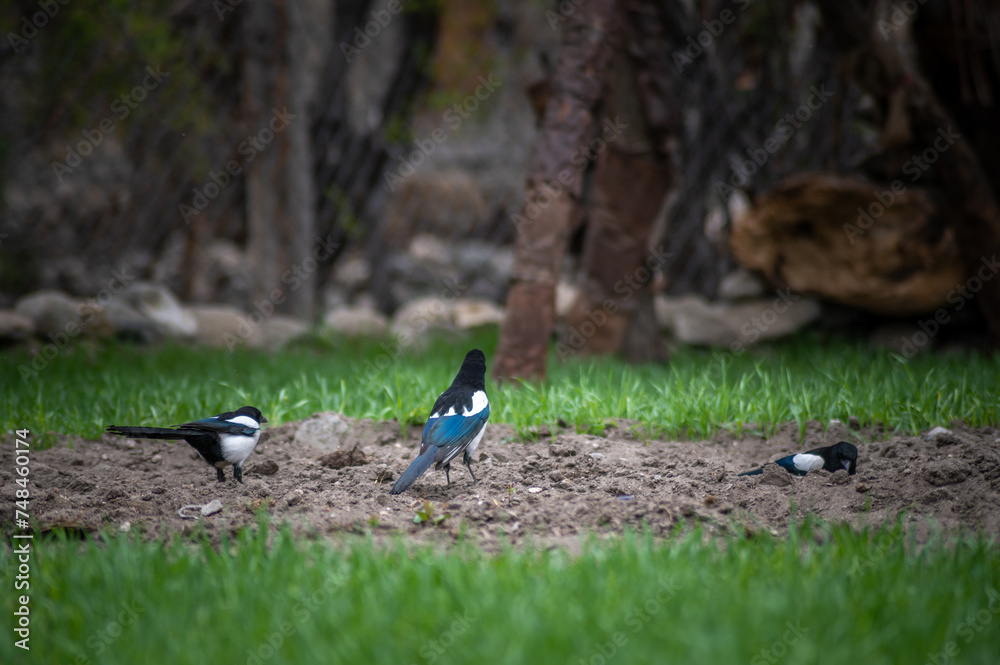 Eurasian magpie, pica pica, sitting on farmland in Himalayan nature. Dark bird with turquoise wings and tail. Rare bird found in Leh Ladakh region in India . Eurasian magpie, pica pica, sitting on farmland in Himalayan nature. Dark bird with turquoise wings and tail. Rare bird found in Leh Ladakh region in India .