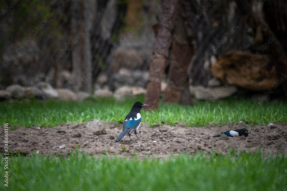 Eurasian magpie, pica pica, sitting on farmland in Himalayan nature. Dark bird with turquoise wings and tail. Rare bird found in Leh Ladakh region in India . Eurasian magpie, pica pica, sitting on farmland in Himalayan nature. Dark bird with turquoise wings and tail. Rare bird found in Leh Ladakh region in India .
