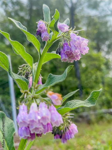 Vertical shot of a Comfrey plant with bright pink flowers budding from it outside photo