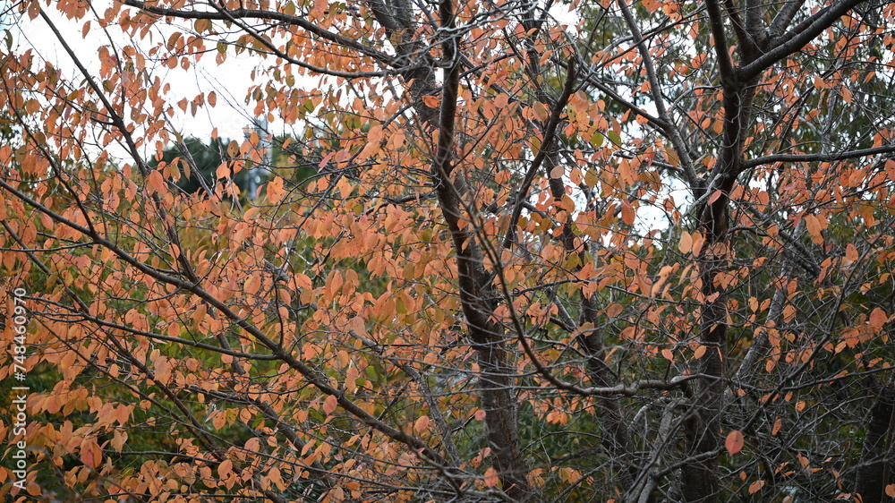 tree autumn tree autumn