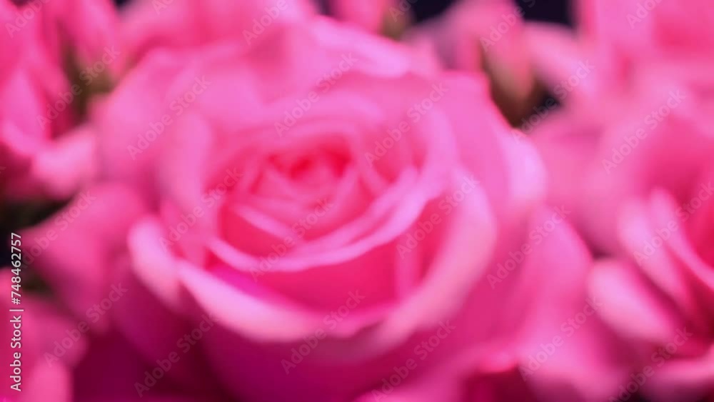 pink roses background pink roses background