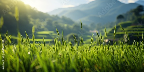 natural galengan lines on a rice field photo