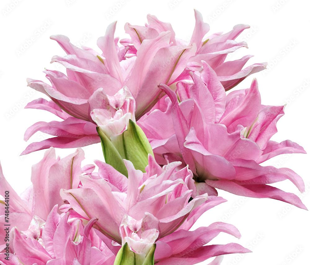 Obraz premium Pink lily flowers on isolated background with clipping path. Closeup. For design. Transparent background. Nature.