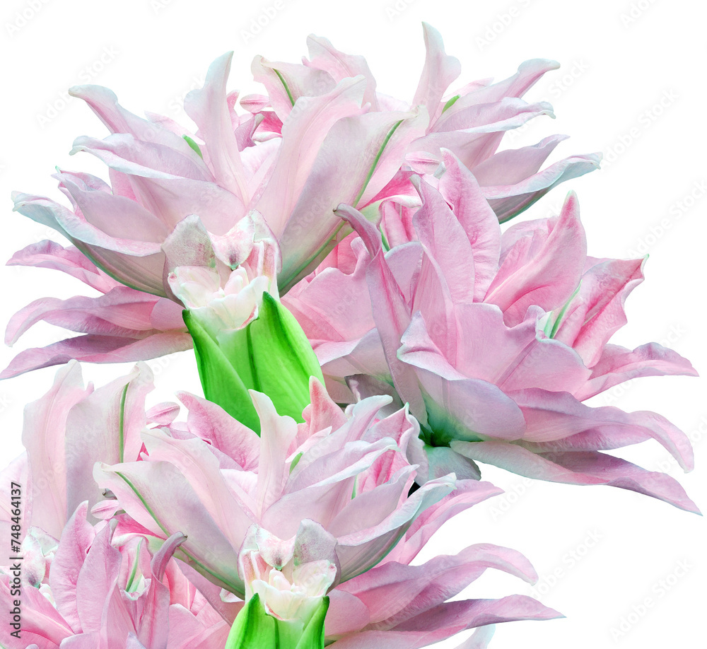 Pink peonies  flowers   on  isolated background with clipping path. Closeup. For design. Nature.