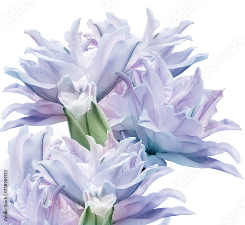 Fototapeta Naklejka Na Ścianę i Meble -  Lily   flowers   on  isolated background with clipping path. Closeup. For design. Nature.
