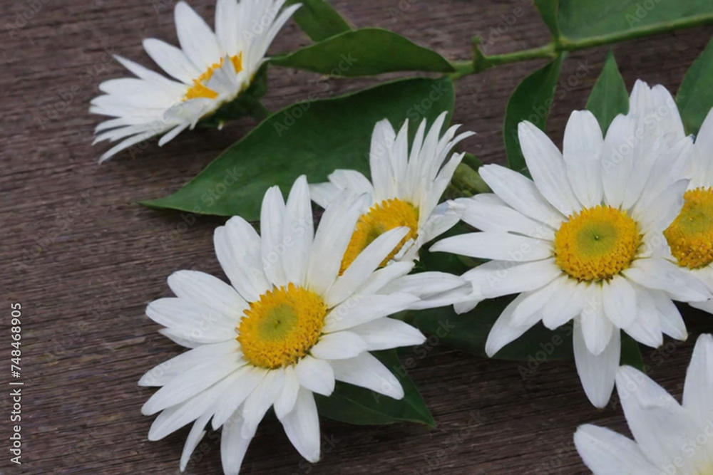 Obraz premium flowers