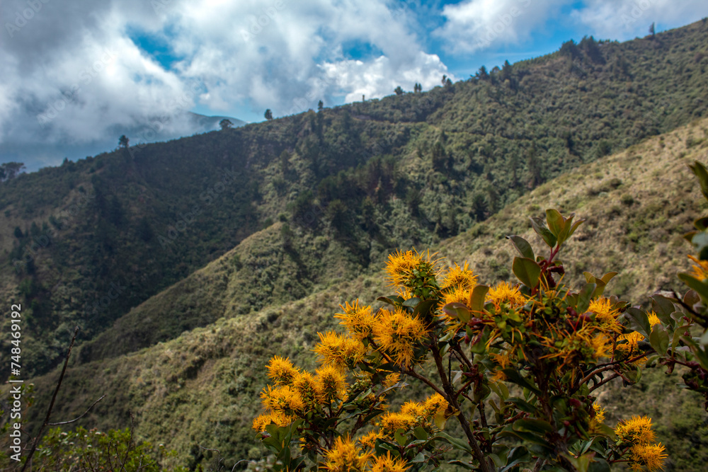 wild flowers in the highlands of the imbabura volcano