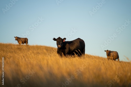 Fototapeta Naklejka Na Ścianę i Meble -  fat Beef cows and calfs grazing on grass in south west victoria, Australia. in summer grazing on dry tall pasture. breeds include angus and murray grey livestock