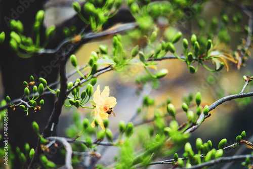  Ochna integerrima are scattered in the central provinces from Quang Binh and Quang Tri to the south.Single Ochna integerrima blossom photo