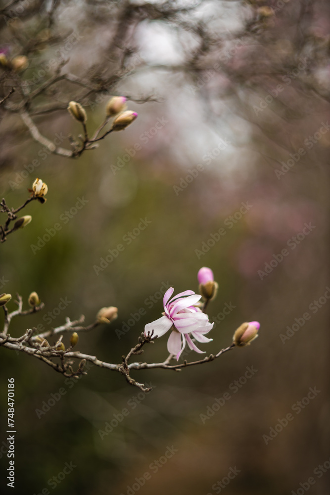 Flower of the Magnolia grandiflora, the Southern magnolia or bull bay, tree of the family Magnoliaceae. Spring background. Loebner Magnolia. Pink magnolia flowers bloom in garden close up. Flower of the Magnolia grandiflora, the Southern magnolia or bull bay, tree of the family Magnoliaceae. Spring background. Loebner Magnolia. Pink magnolia flowers bloom in garden close up.