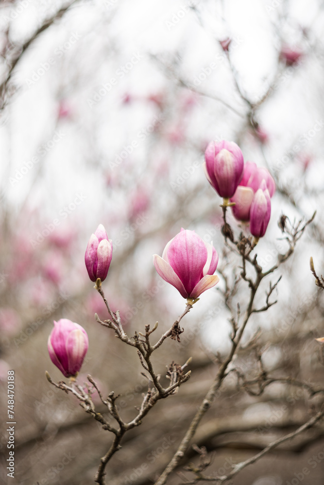 A large, pink southern magnolia flower is surrounded by glossy green leaves of a tree. Pink petal close up. Spring background. Loebner Magnolia, Magnoliaceae Hybrid A large, pink southern magnolia flower is surrounded by glossy green leaves of a tree. Pink petal close up. Spring background. Loebner Magnolia, Magnoliaceae Hybrid
