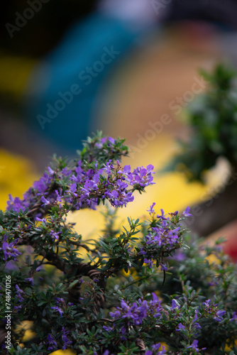 Cuphea hyssopifolia,The Cuphea hyssopifolialeaves are also small, oval, smooth, and evergreen all year round.
Cuphea hyssopifolia is Very pretty purple-pink photo