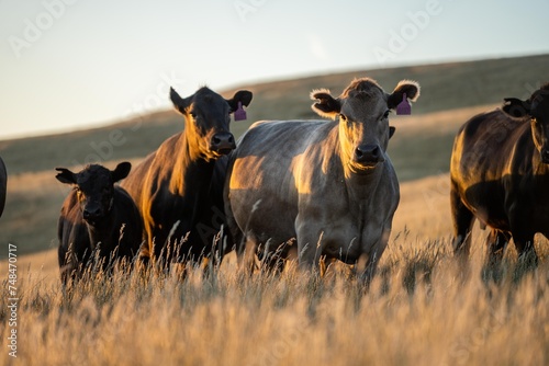 stud cattle, herd of fat cows and calves in a field on a regenerative agriculture farm. tall dry grass in summer in australia photo