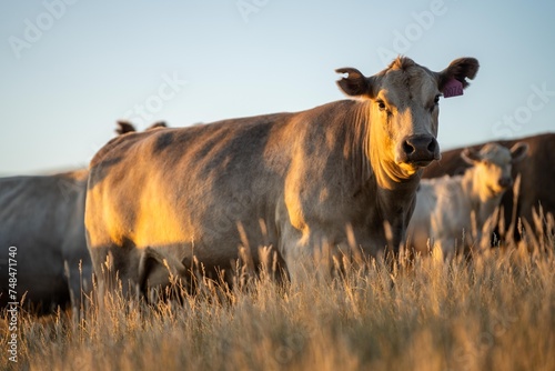 Fototapeta Naklejka Na Ścianę i Meble -  fat Beef cows and calfs grazing on grass in south west victoria, Australia. in summer grazing on dry tall pasture. breeds include angus and murray grey livestock