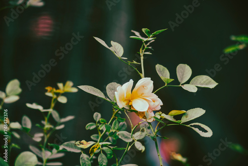 Beautiful rose on black background. Floral card design with dark vintage effect,Close of pink rose on rose bush,Roses in a garden at dusk,Pink rose vine background,Hand drawn fresh red rose,