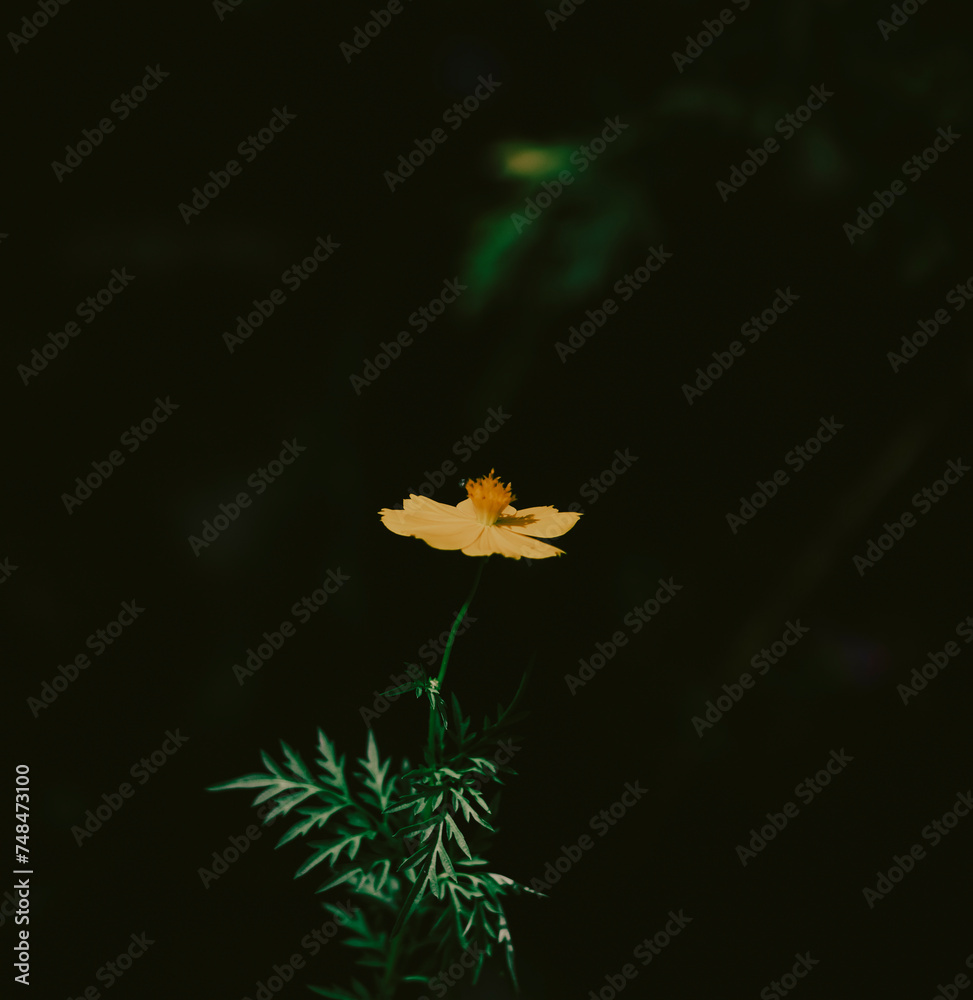 The beautiful of Sulfur Cosmos or Yellow Cosmos and green leaf is background, Cosmos sulphureus is also known as sulfur cosmos and yellow cosmos. Beautiful flower with orange color The beautiful of Sulfur Cosmos or Yellow Cosmos and green leaf is background, Cosmos sulphureus is also known as sulfur cosmos and yellow cosmos. Beautiful flower with orange color